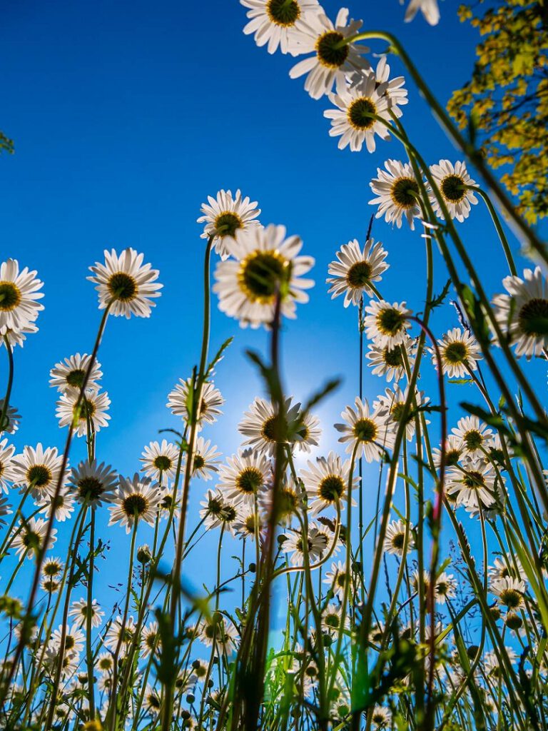 Margeriten - TW