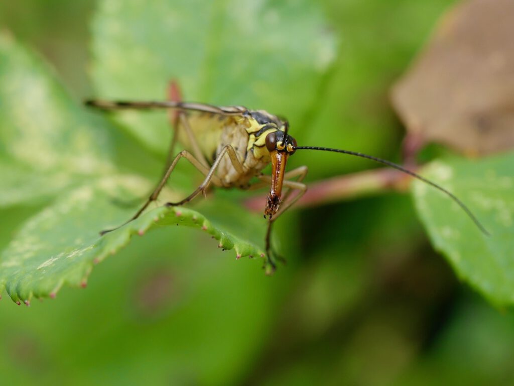 27 Skorpionsfliege