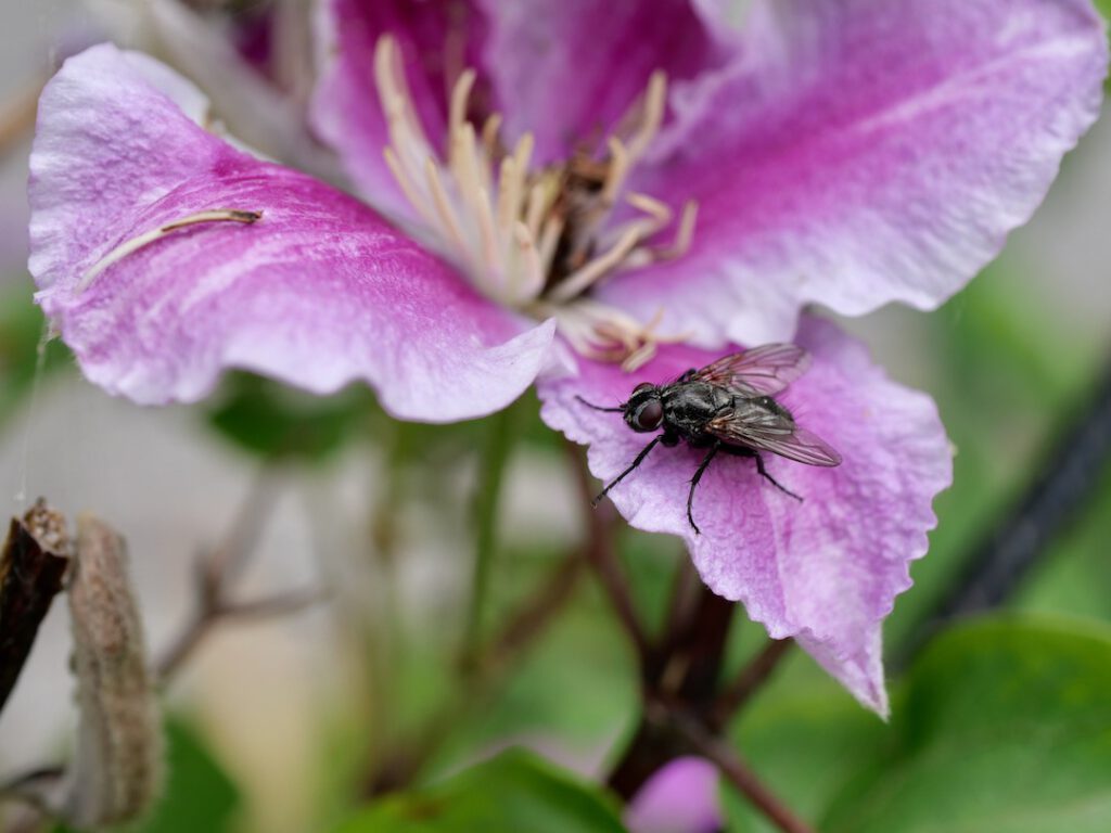 28 Schmeißfliege