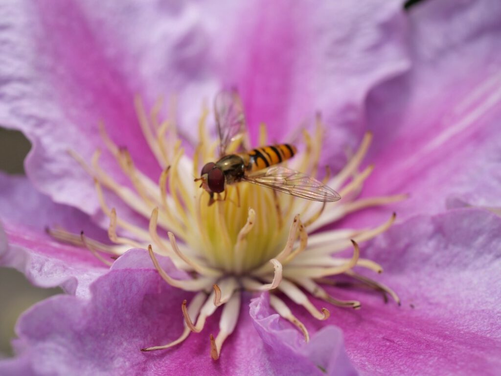 29 Winterschwebfliege