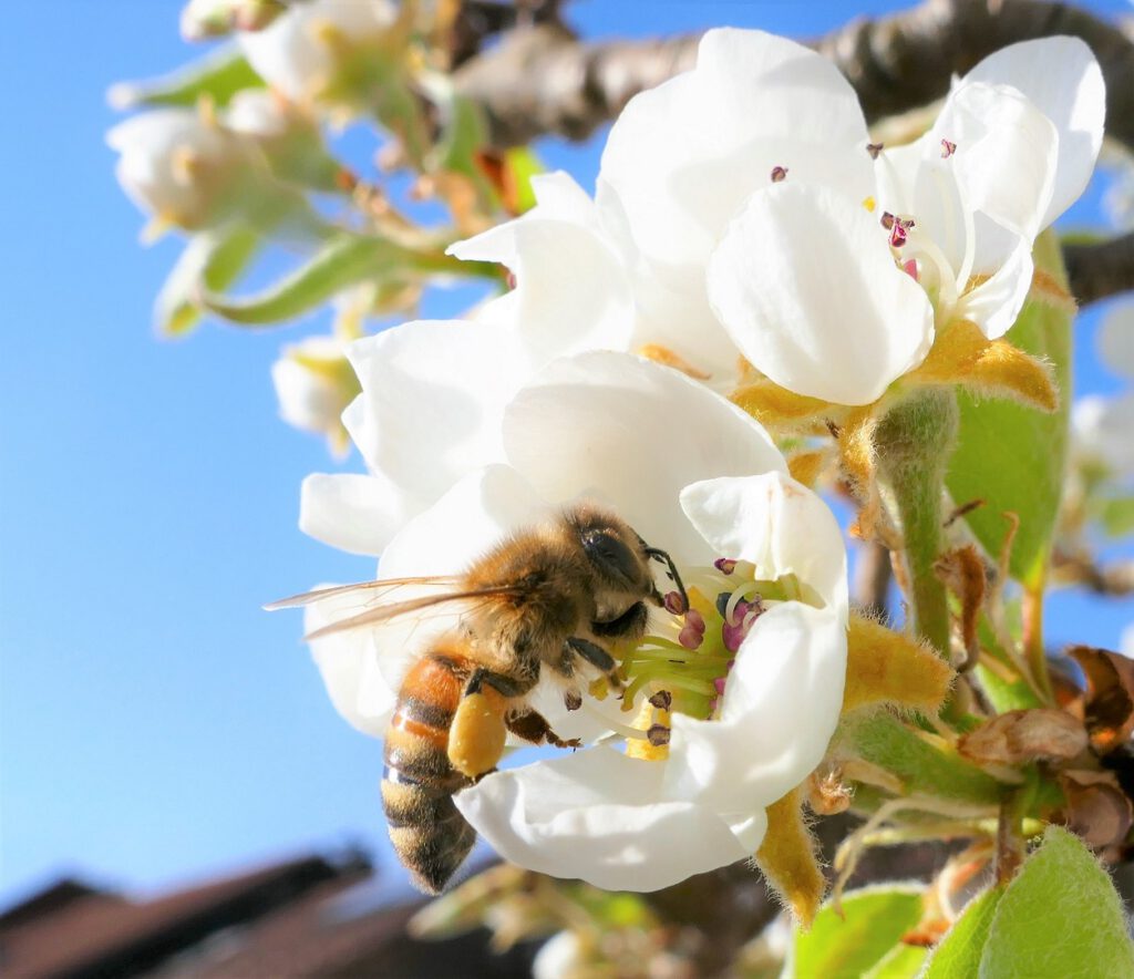 21 Biene in der Birnbaumblüte