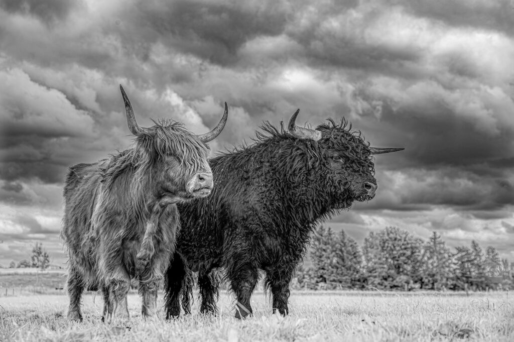 26 Schottland trifft Allgäu