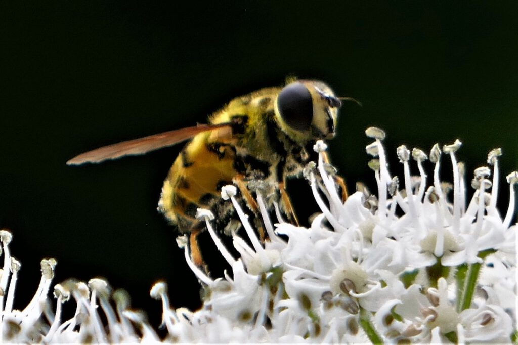 22 Schwebfliege