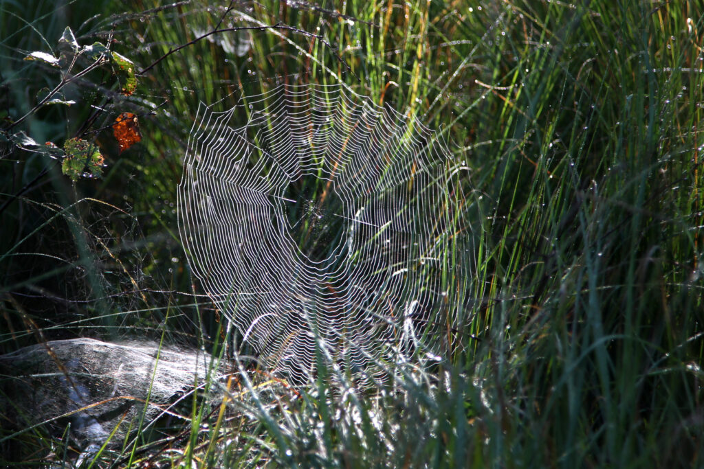 17 Spinnennetz
