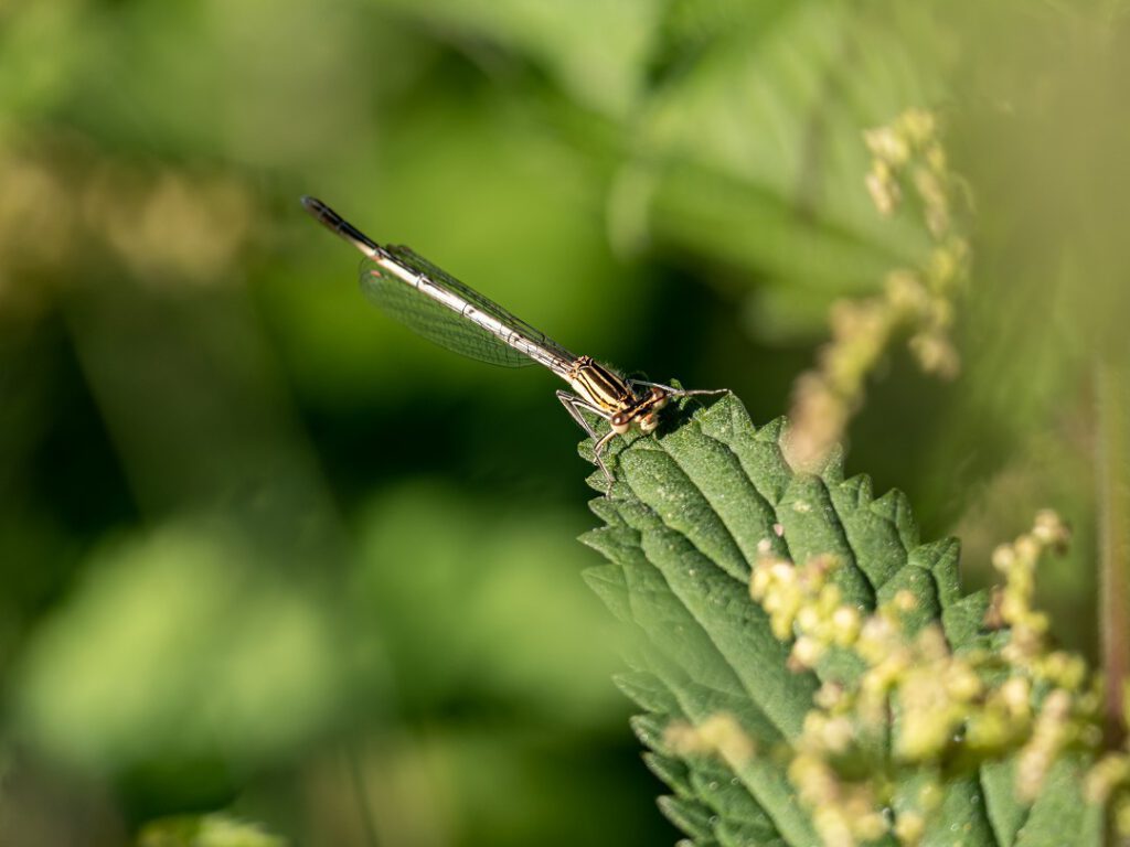15 Libelle