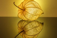 Spiegelungen
