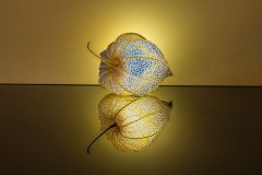 P1020125.jpg.filterWeb
