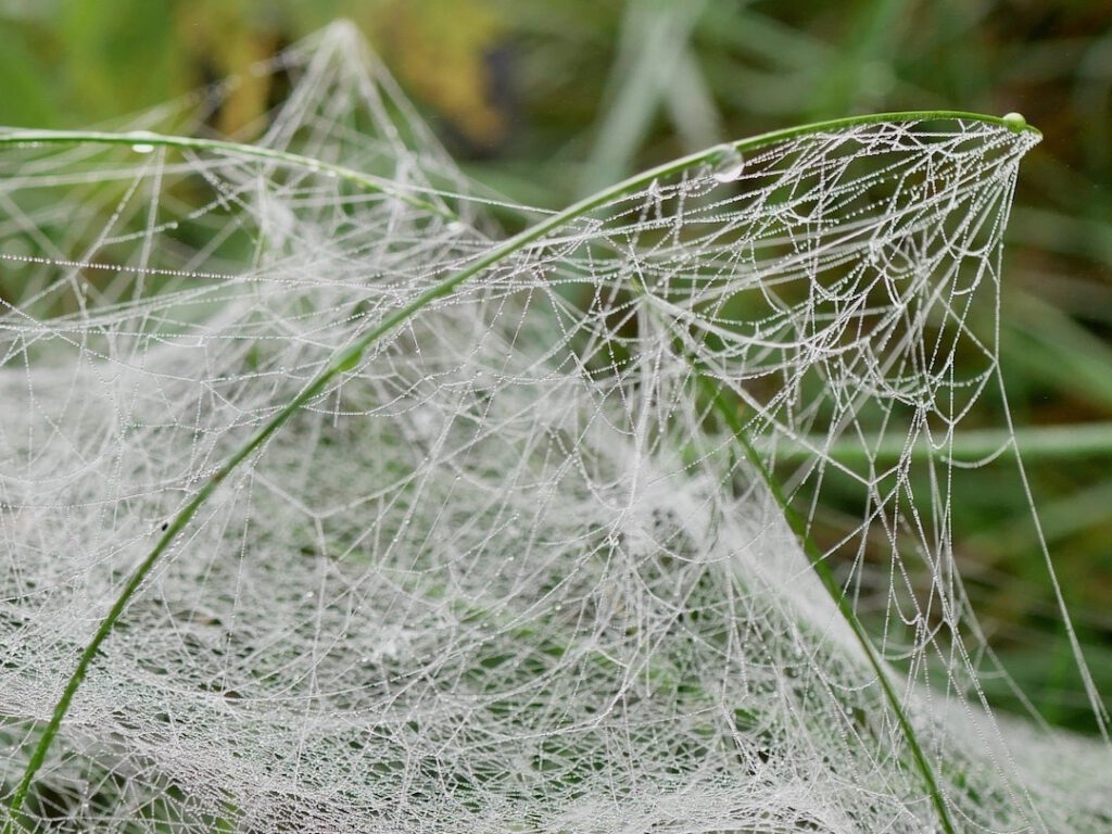 18 Altweibersommer