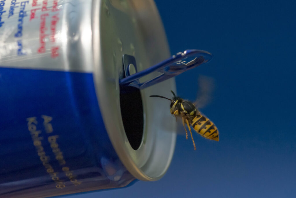 05 Redbullwespe