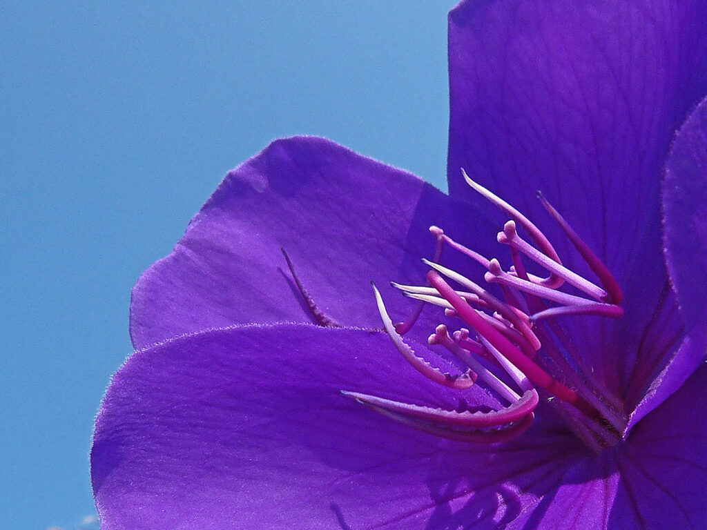 36 Septemberblume