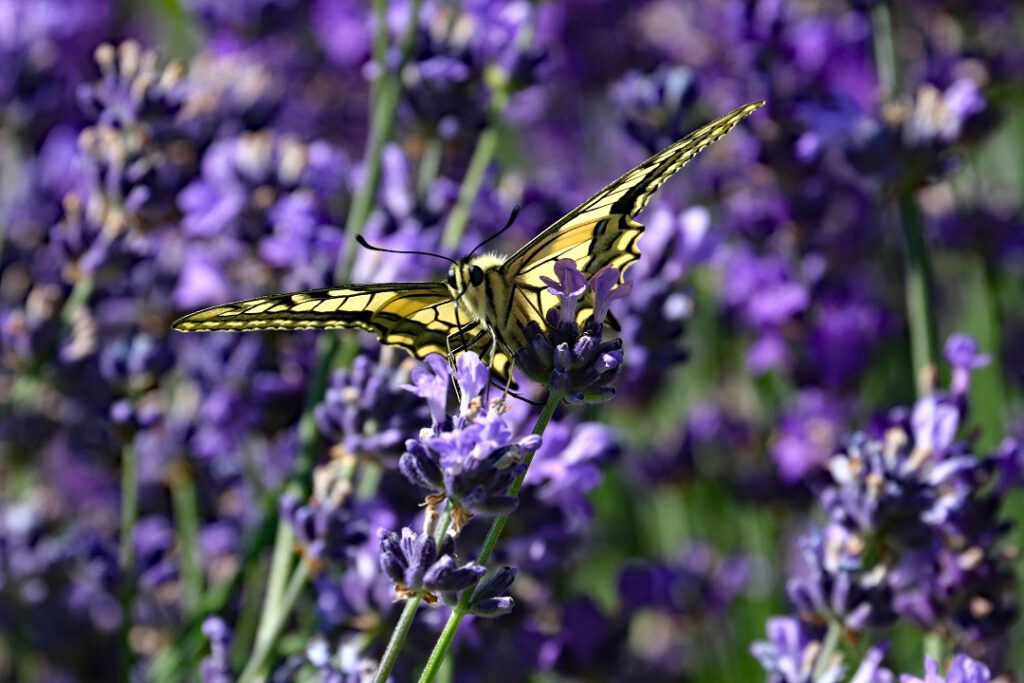 39 Schmetterling
