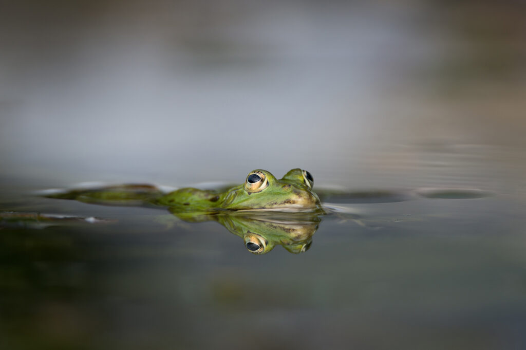 04 Doppelfrosch