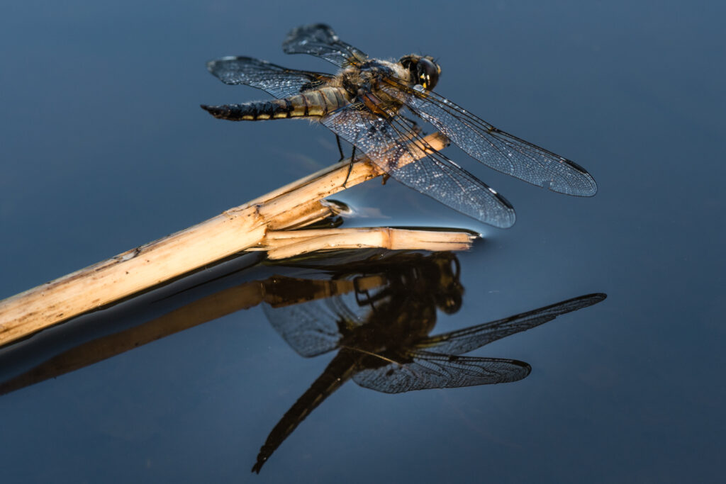 22 Libelle