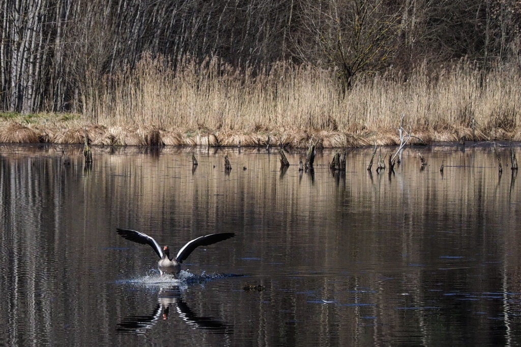 30 Wasservogel