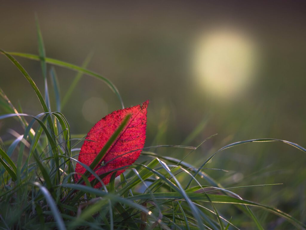 09 Herbstblatt