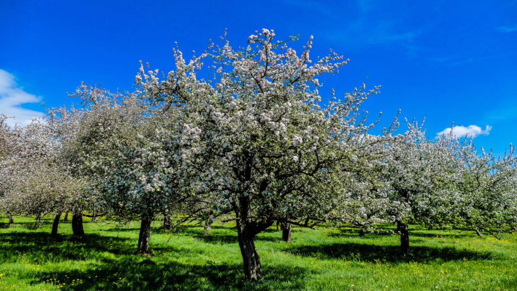 Apfelblüte