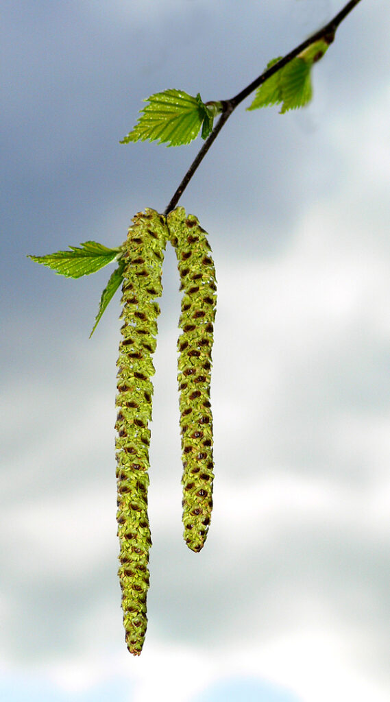 Birkenkätzchen