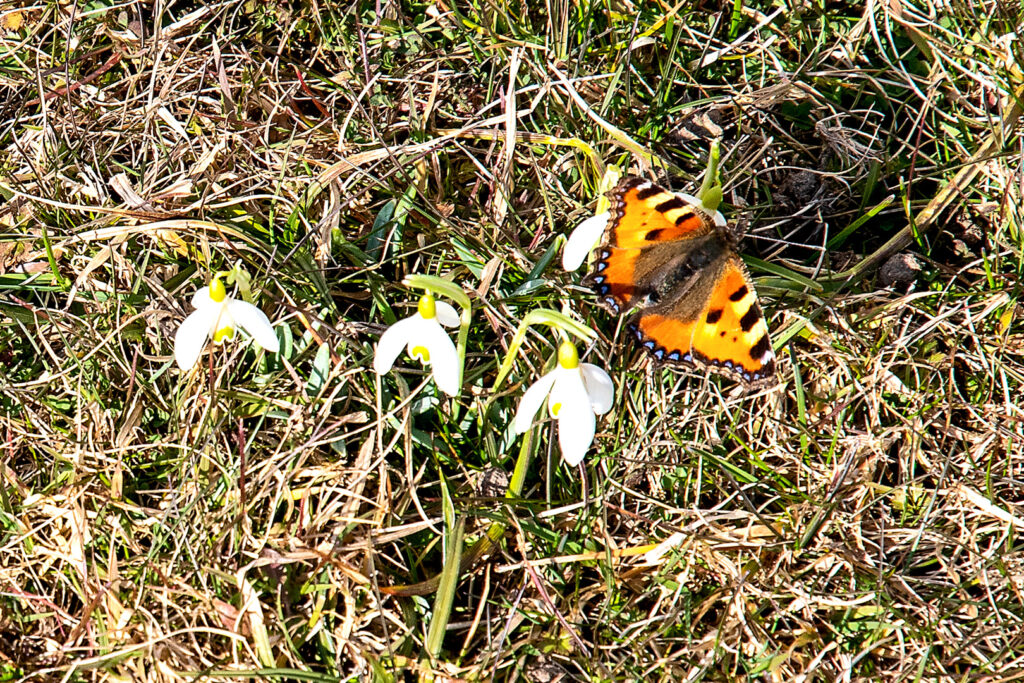 Distelfalter