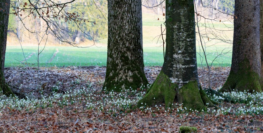 EB-01_Endlich Frühling