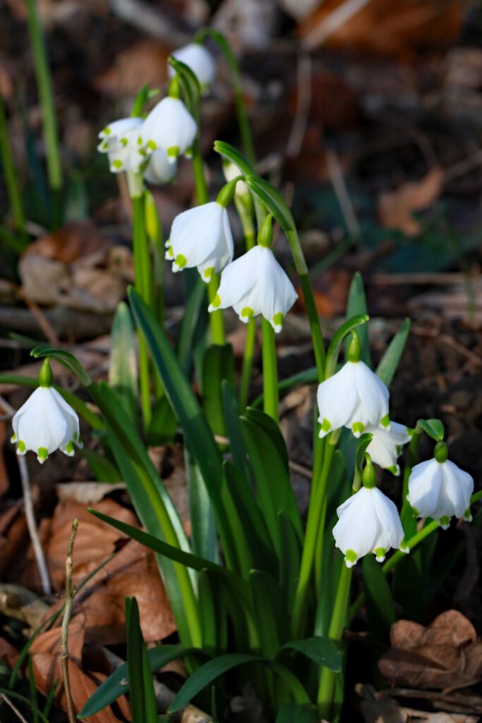 EB02_Endlich Frühling