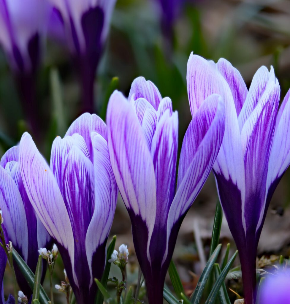 EB03_Endlich Frühling