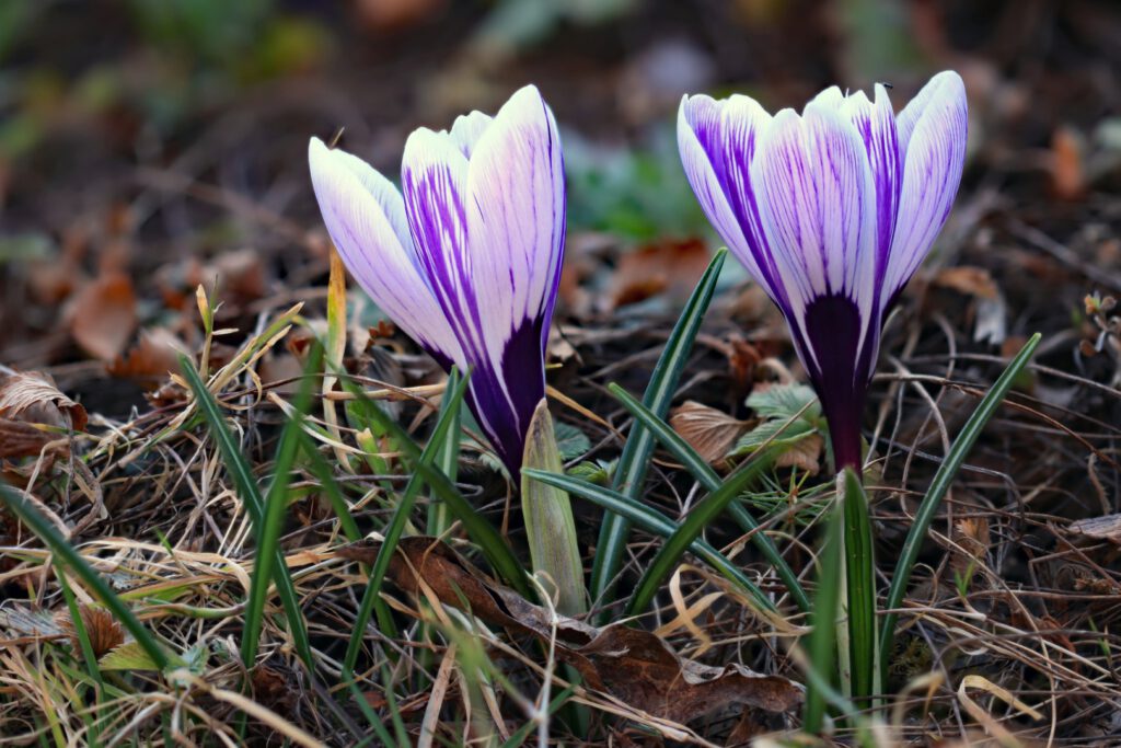 EB05_Endlich Frühling
