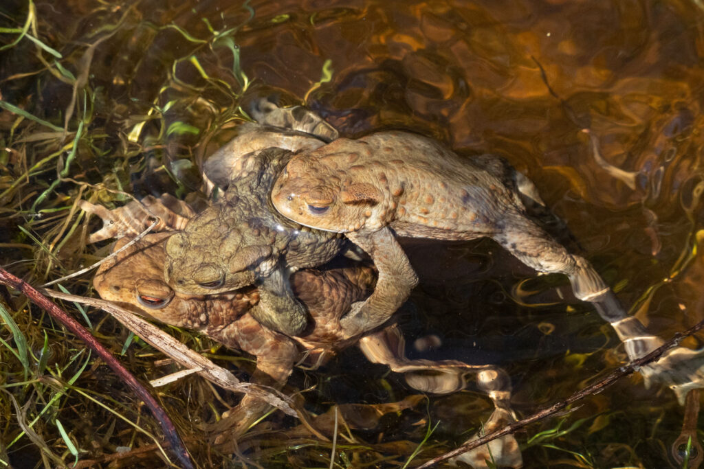 Frosch