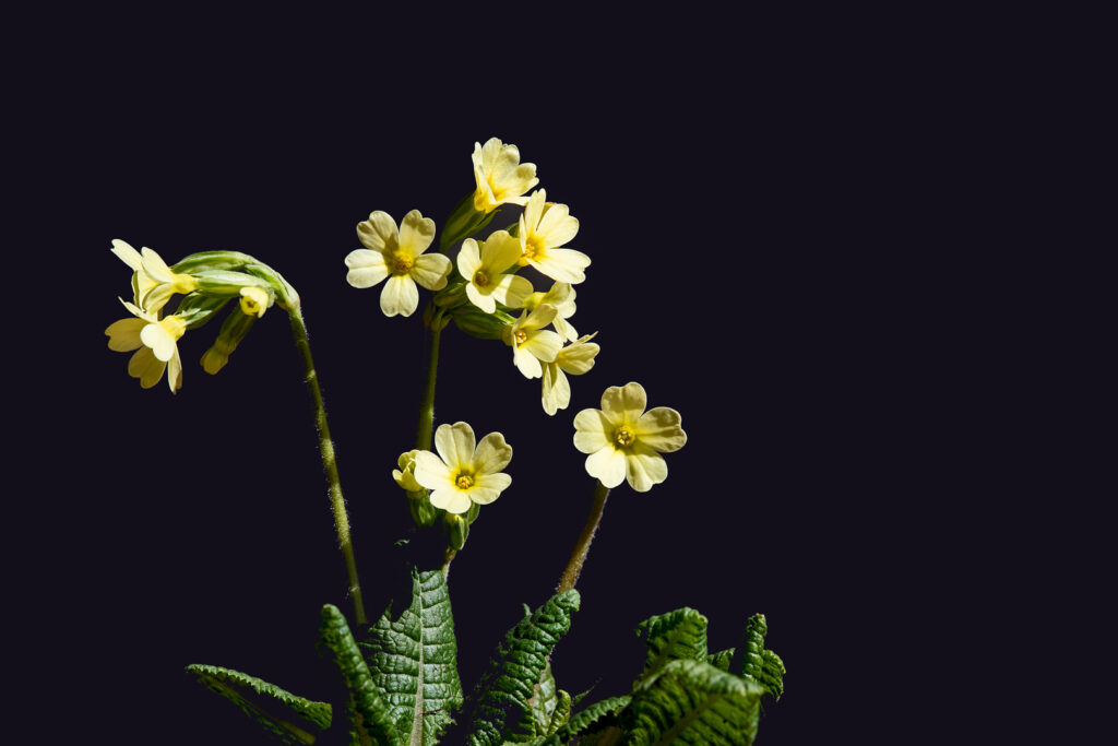Schlüsselblumen