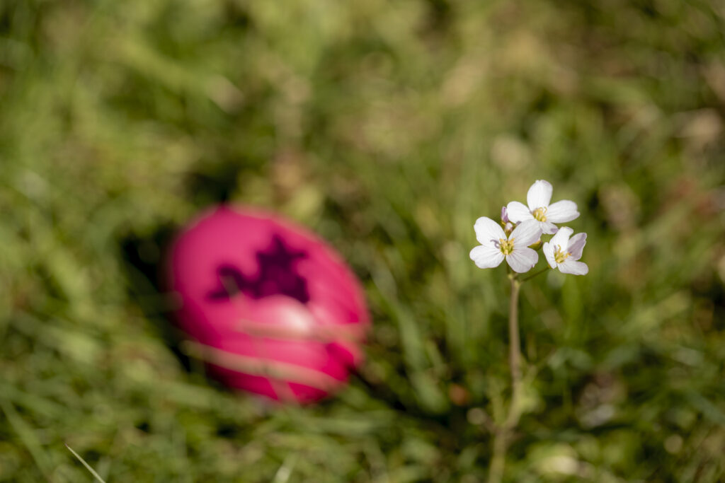 Eierschatten