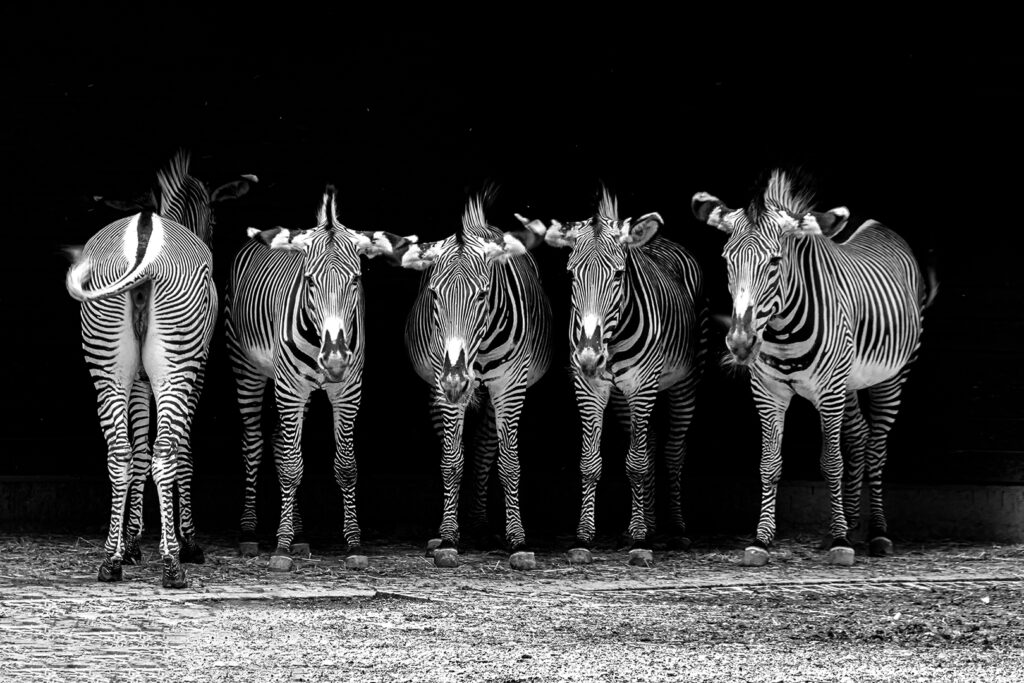Zebras