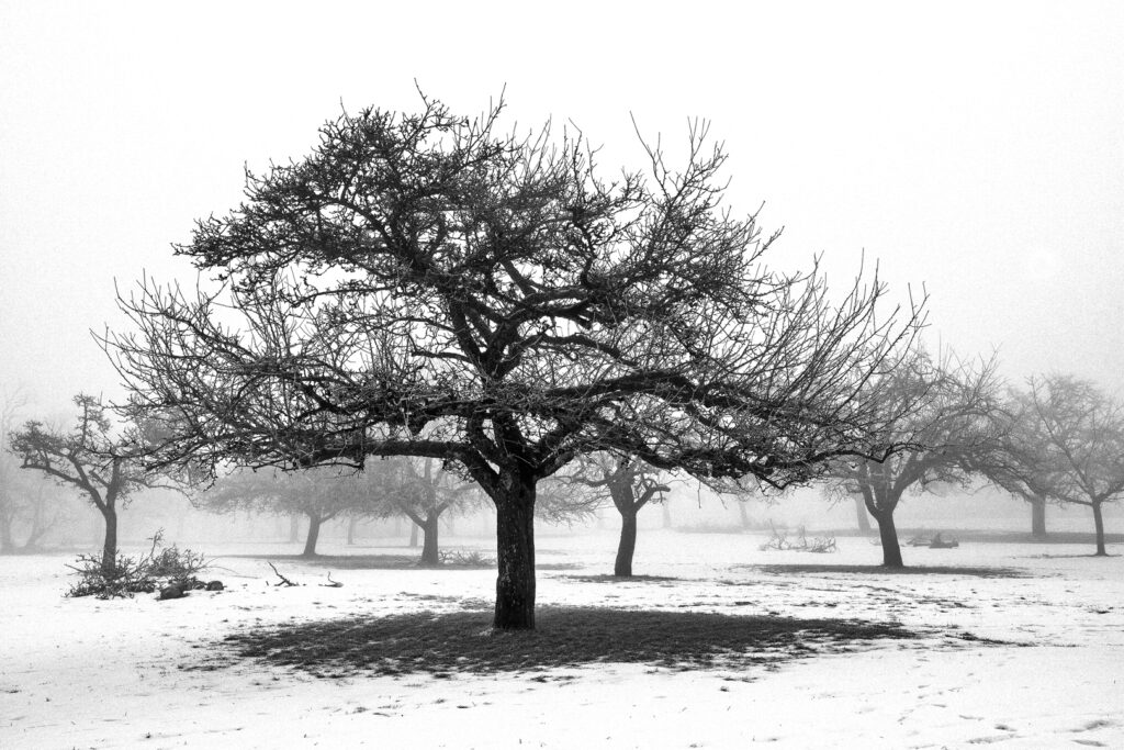 Apfelbäume im Winternebel