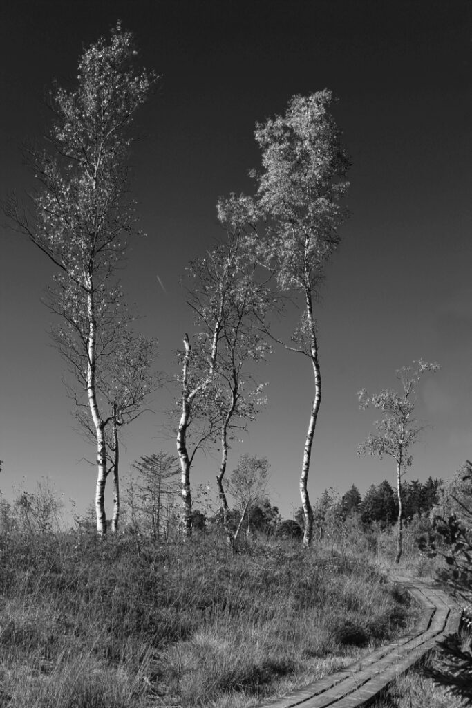 Arisrieder Moor