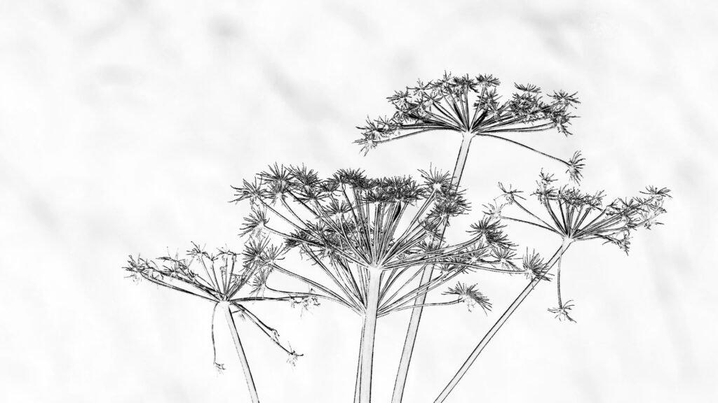 Silhouette Blume