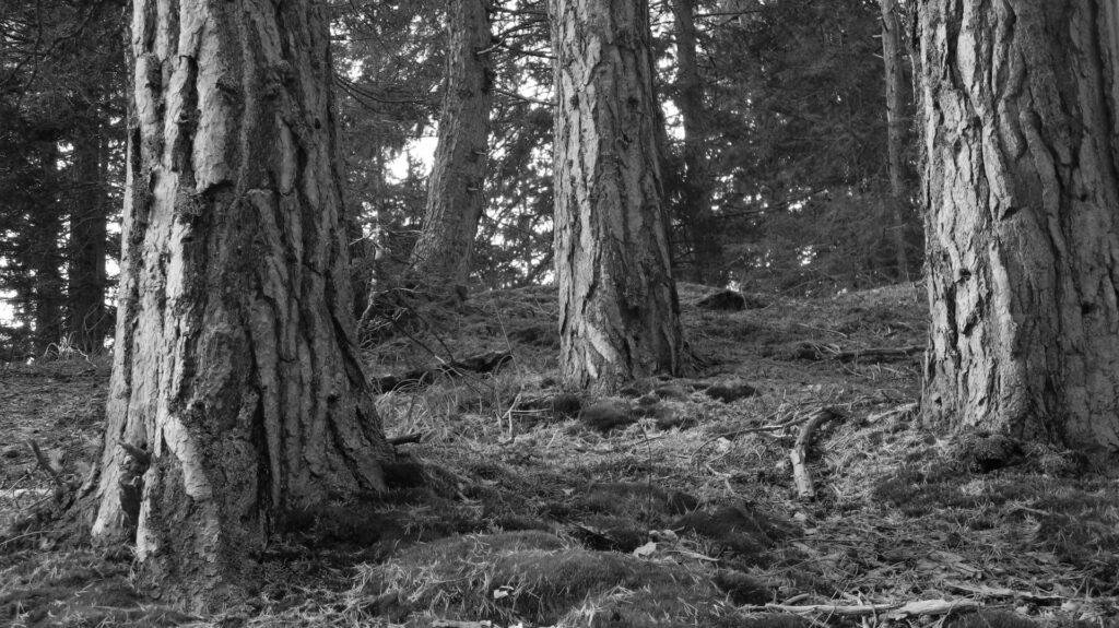 Wald