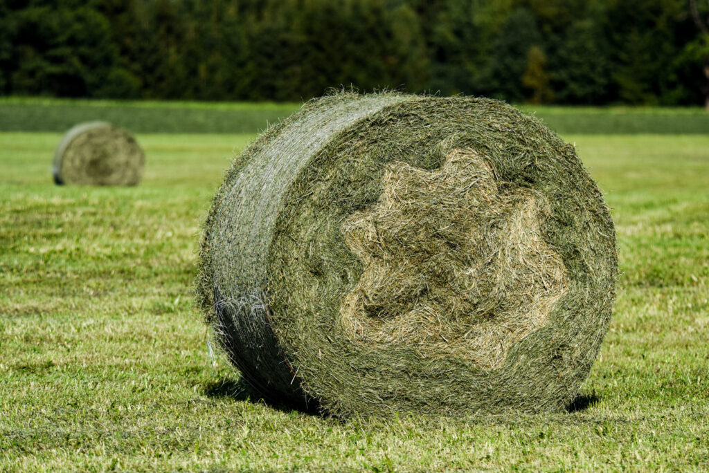 25 Sternballen