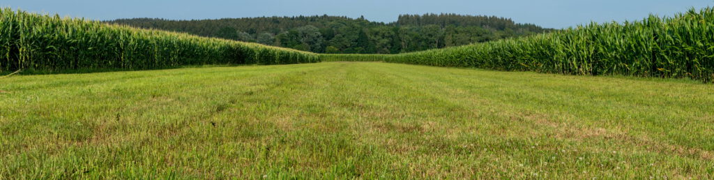 29 Wiese zwischen Mais