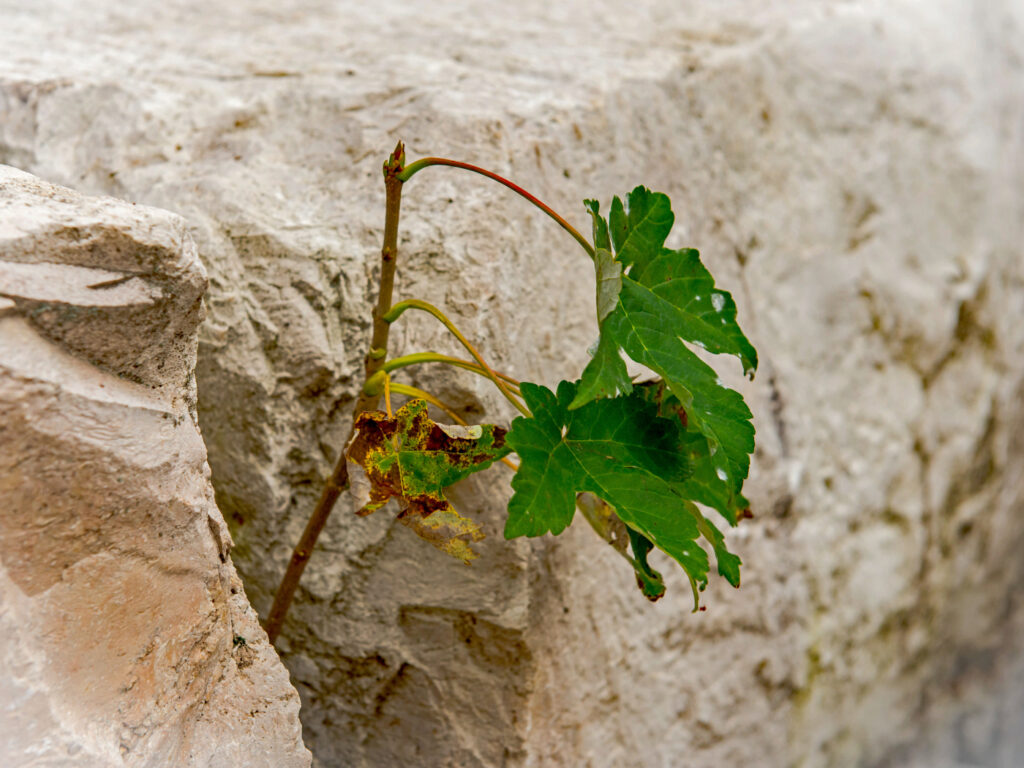 Eines Tages bin ich ein Baum 1