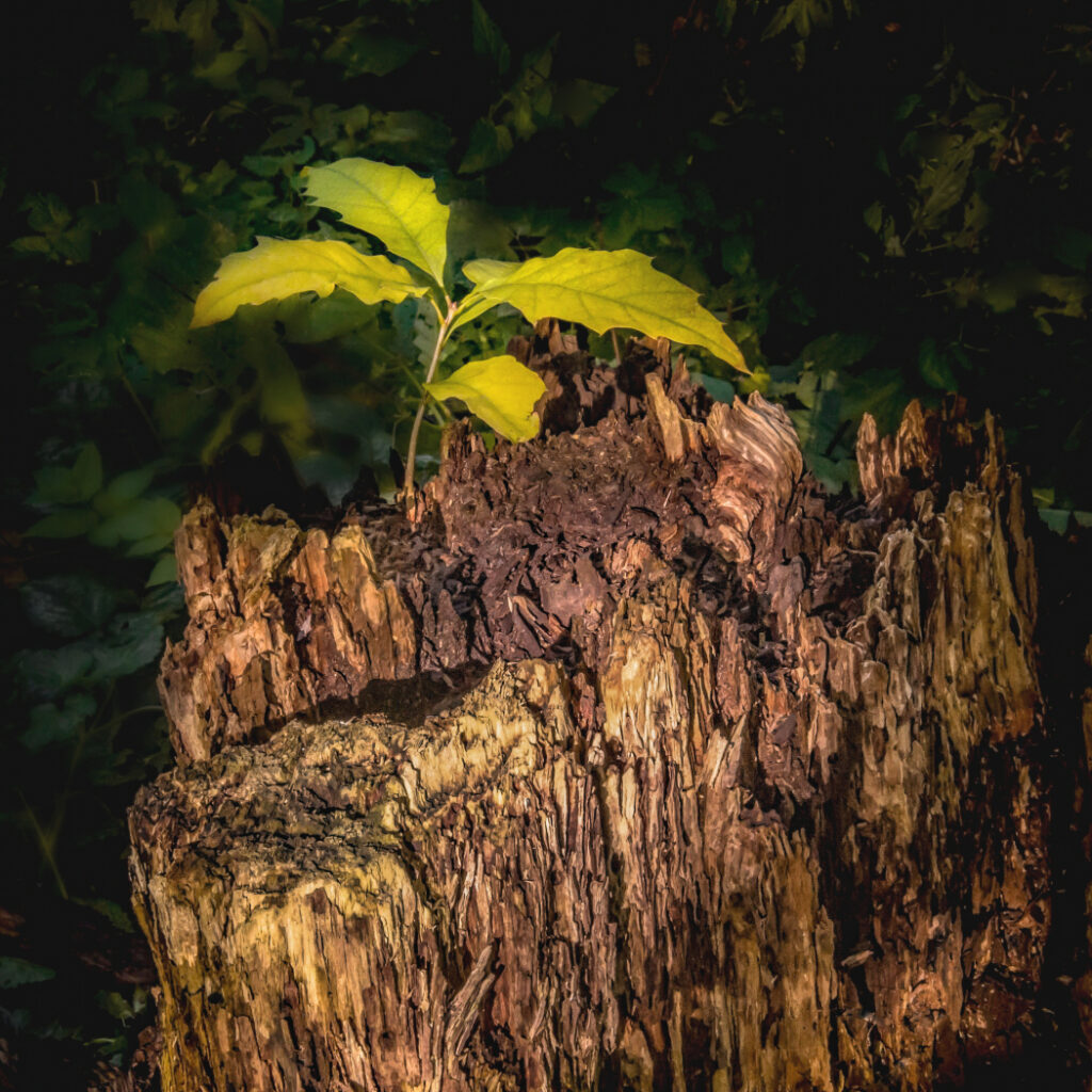 Eines Tages bin ich ein Baum