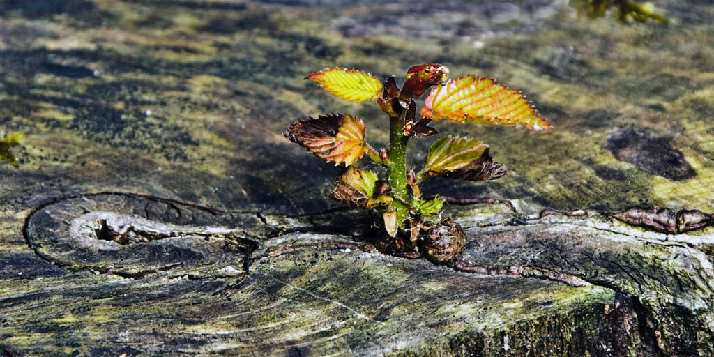 Eines Tages bin ich ein Baum