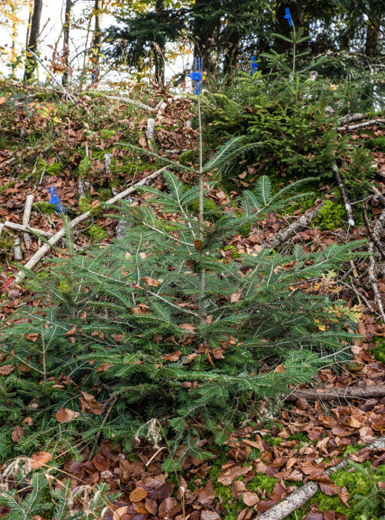 Eines Tages bin ich ein Baum