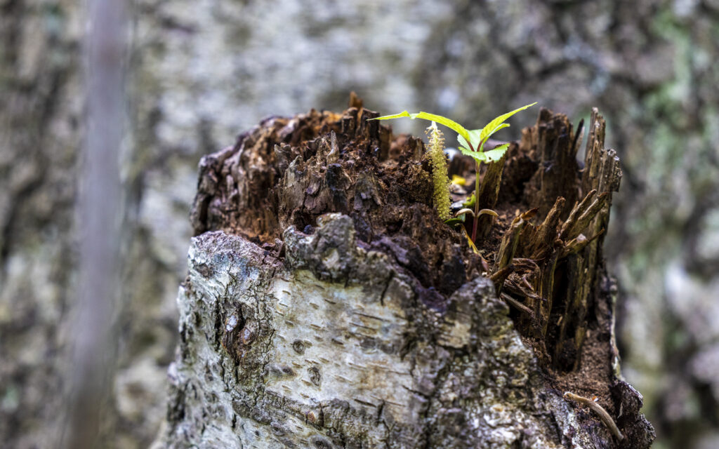 Eines Tages bin ich ein Baum